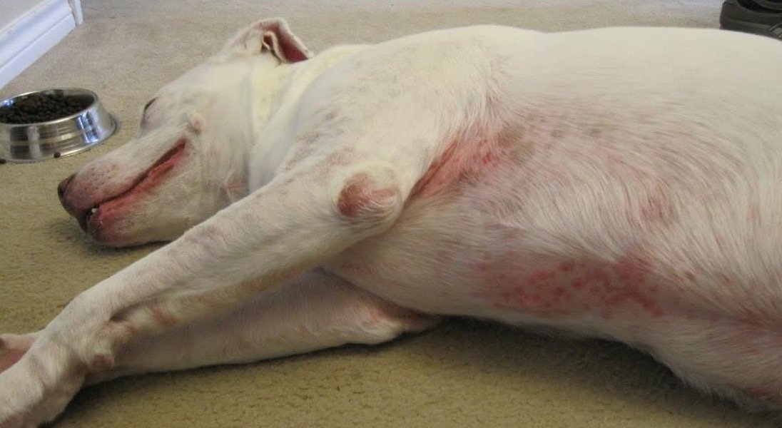 Skin Allergies In Dogs