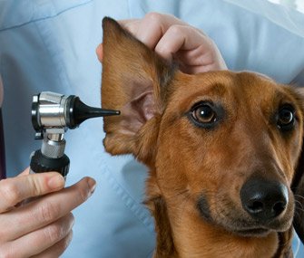 Ear Hematoma In Dogs