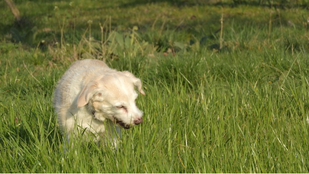 Why Dogs Eat Grass and Tips to Prevent It?