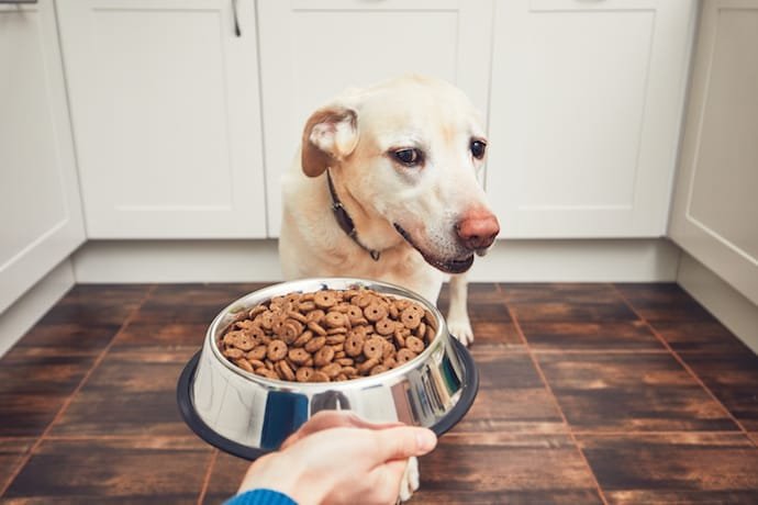 Do dogs like dog food?