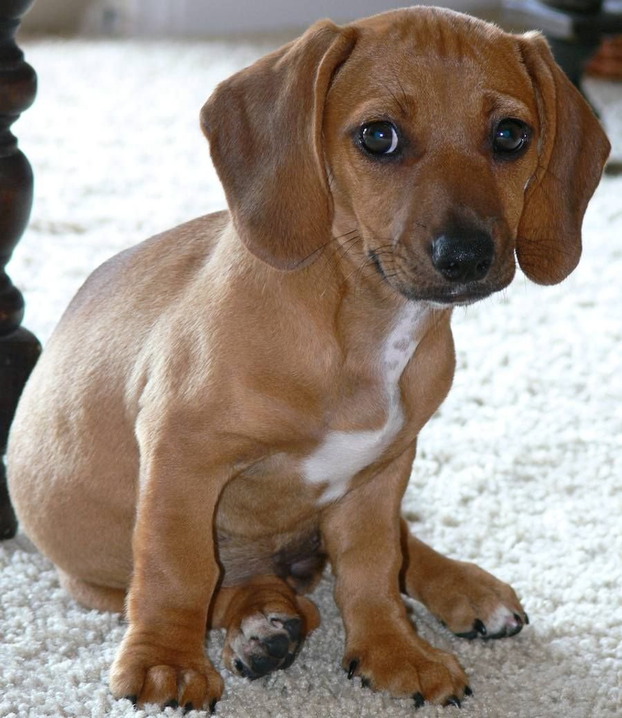 Cheaglehund Puppy