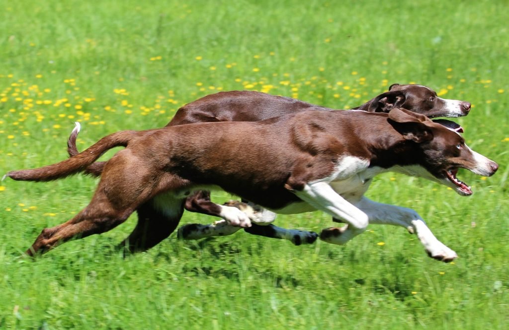 Eurohound Sled Dog