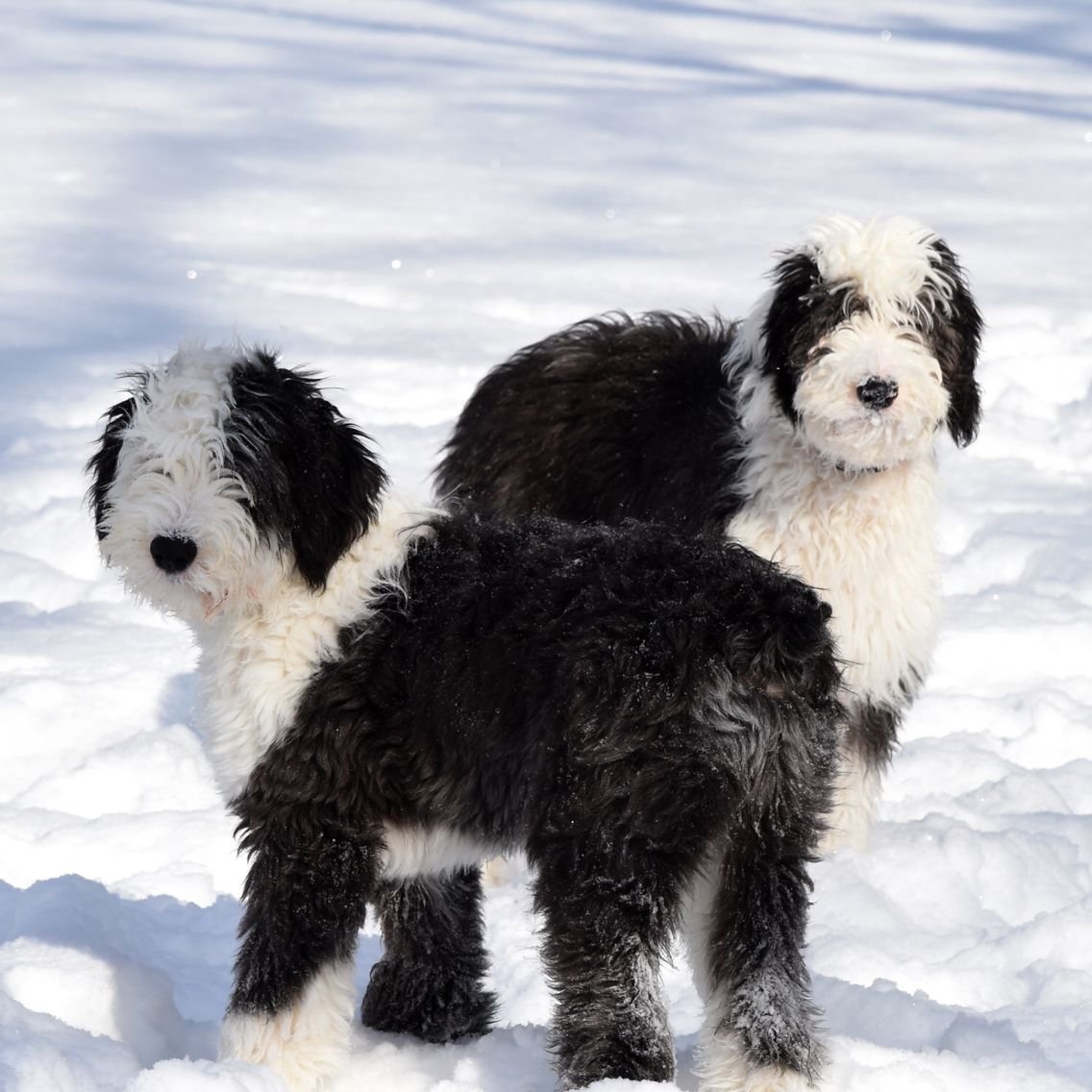 Sheepadoodle Puppy Pictures