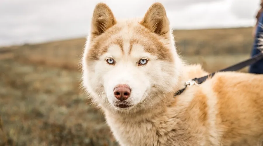 Alusky