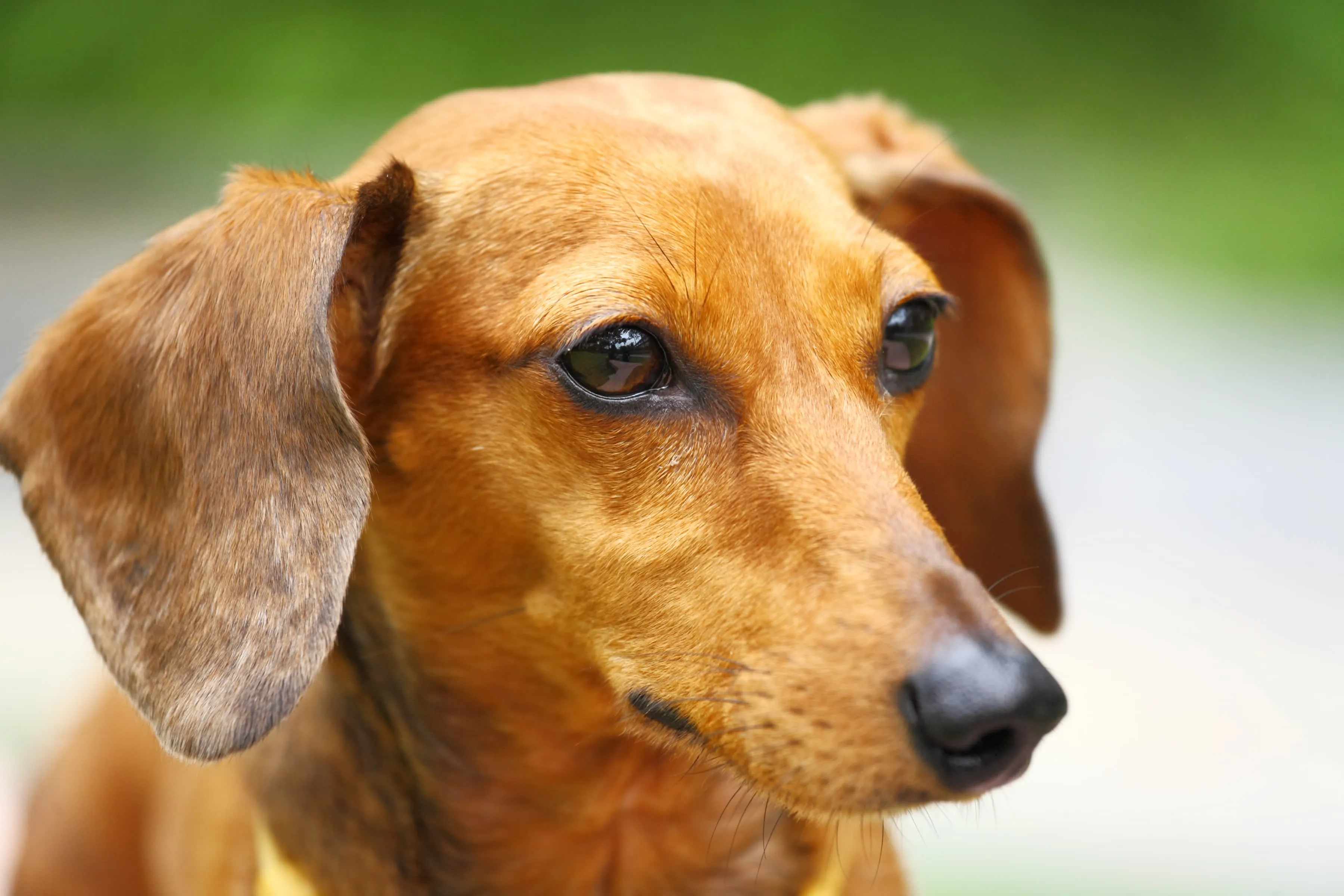 Basschshund