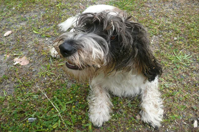 Bassetoodle