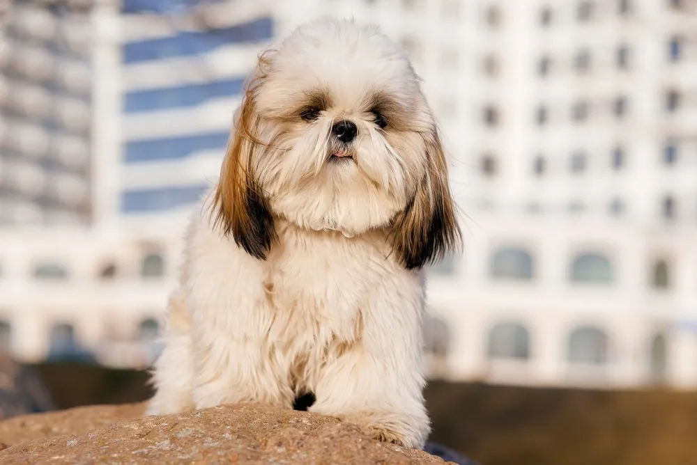 Be-Apso