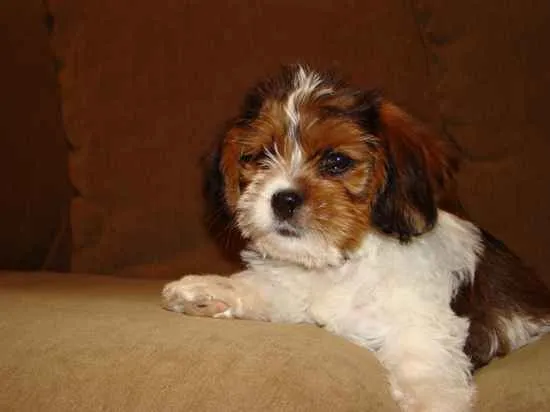 Bea-Tzu