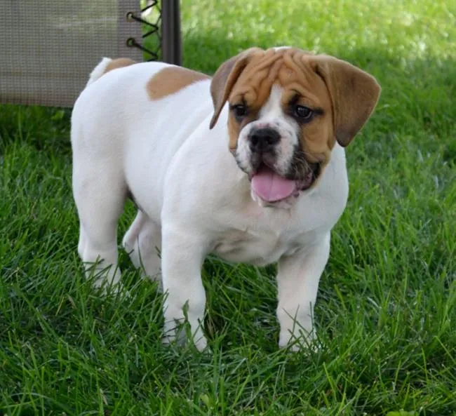 Beabull