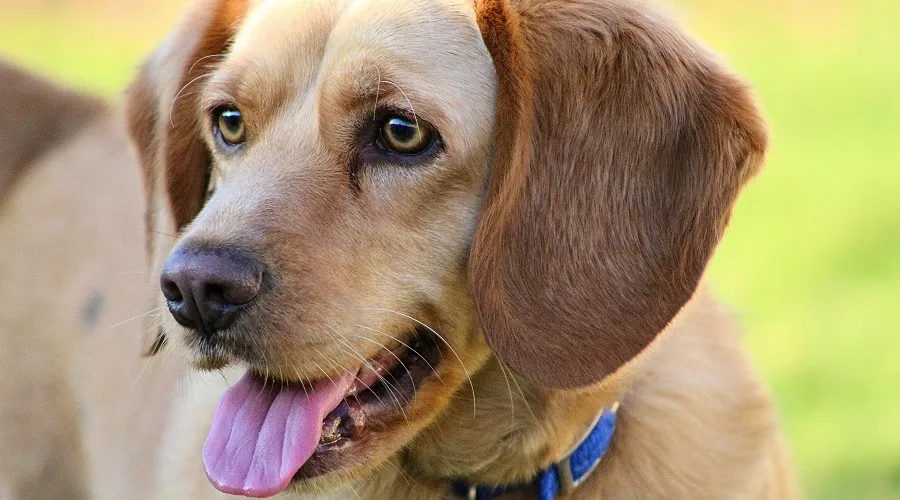 Beagador