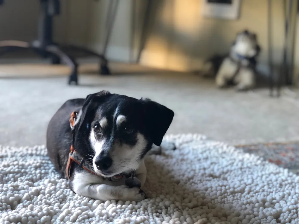 Bo-Dach