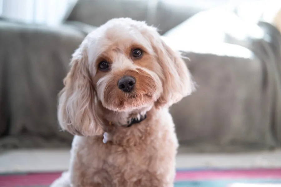 Cavapoo