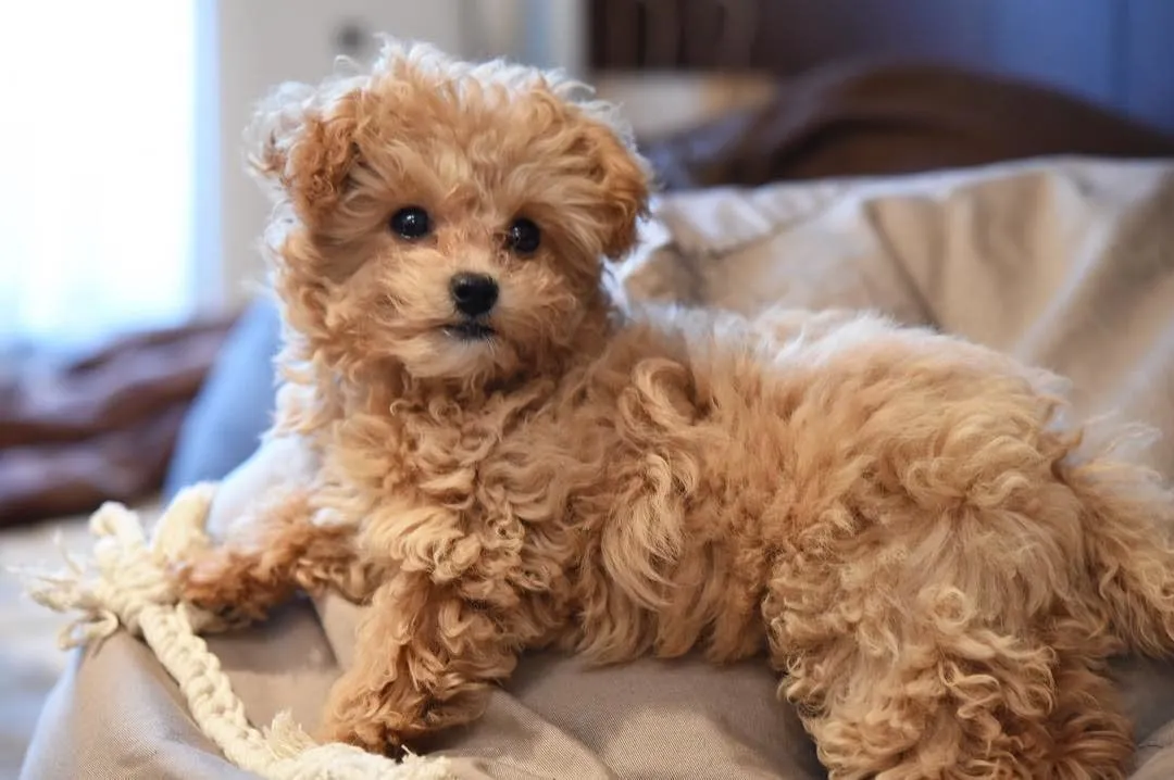 Chi-Poo
