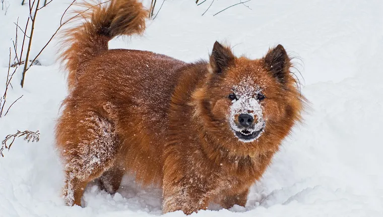 Chusky
