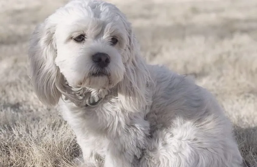 Chimation Dog