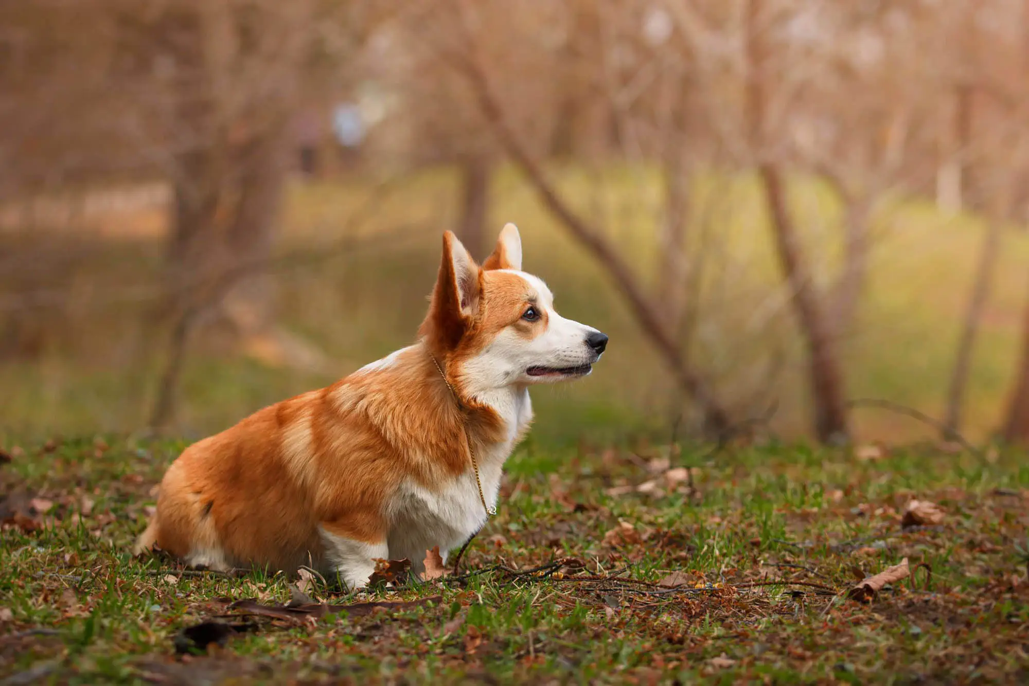 Corgipoo