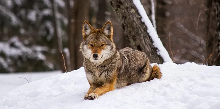 Coydog