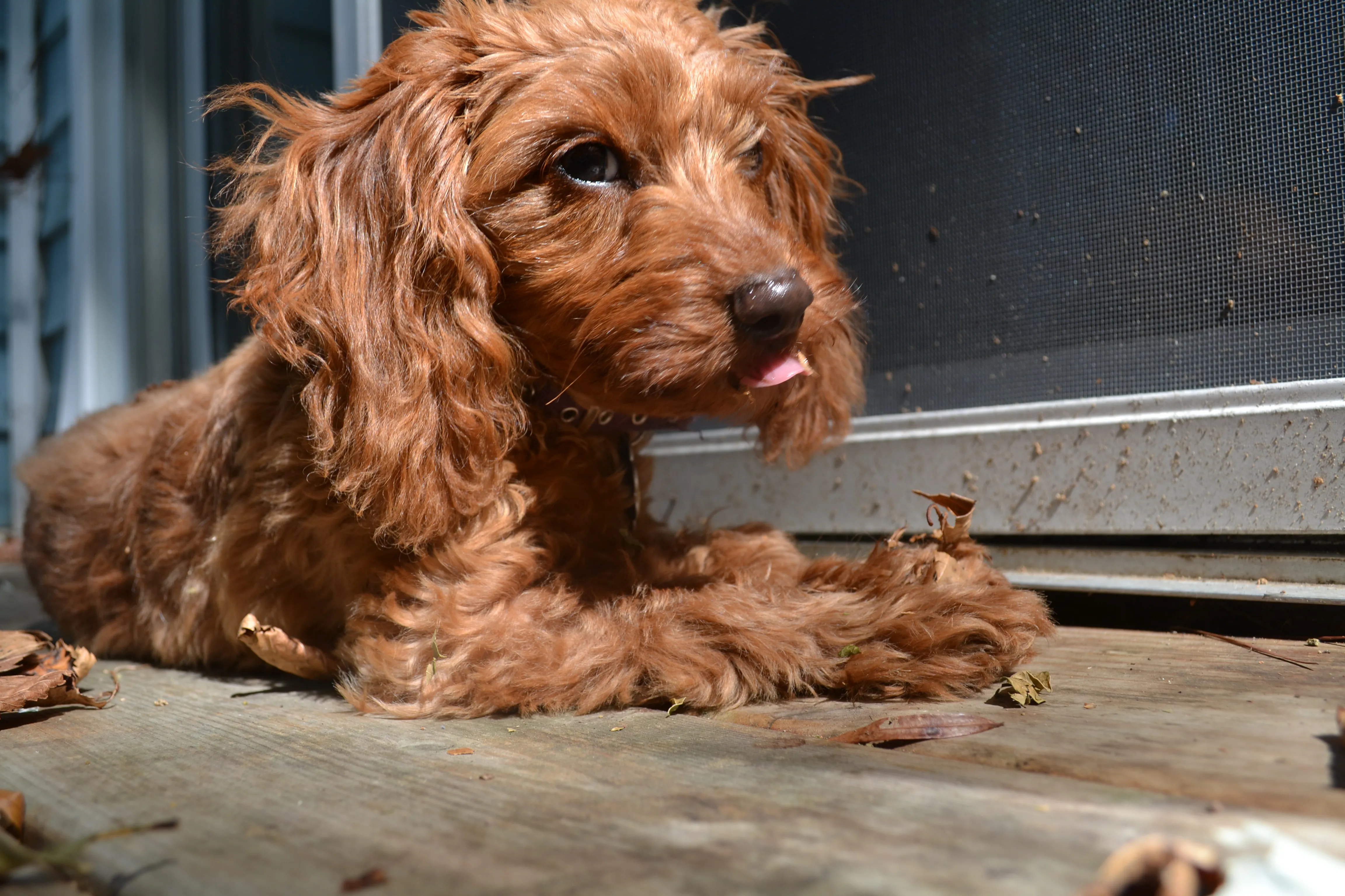Doxiepoo
