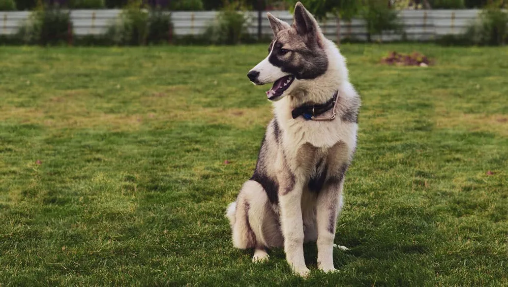 Huskita