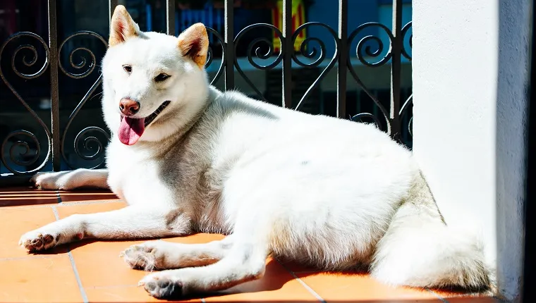 Kishu