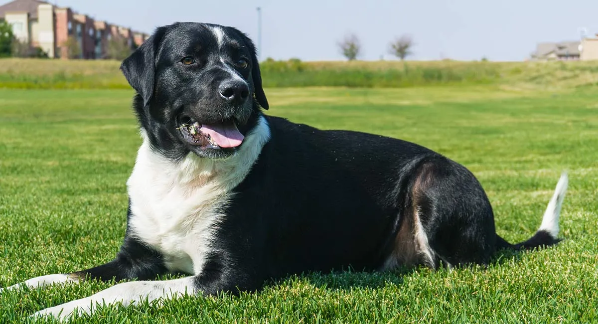 Labernese