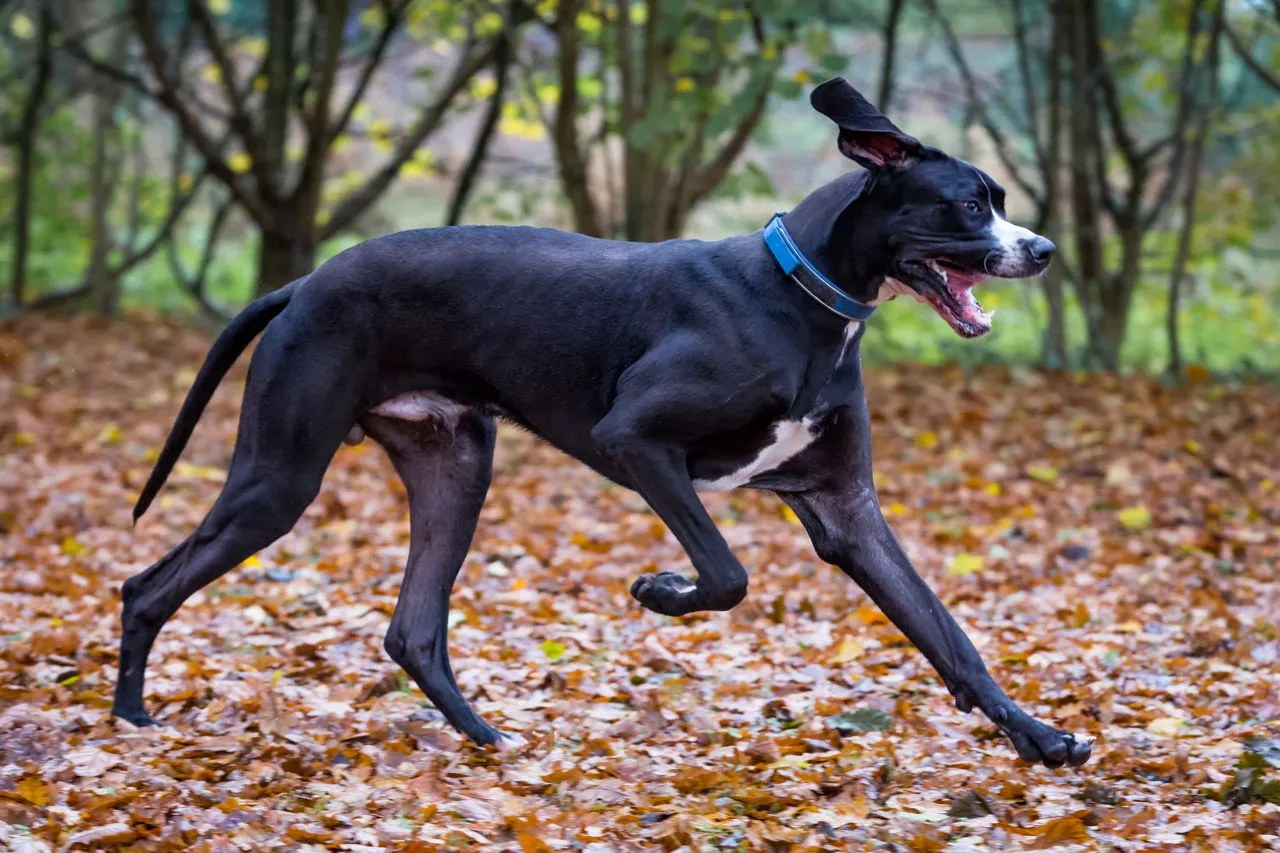 Labradane