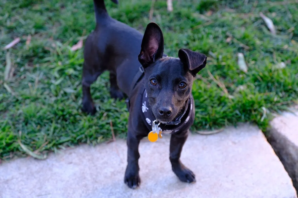 Labrahuahua