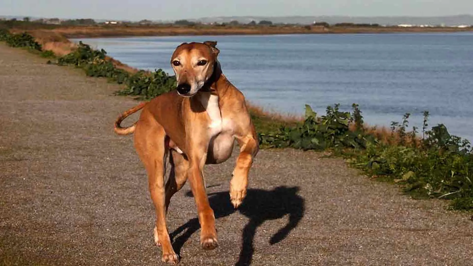 Longdog