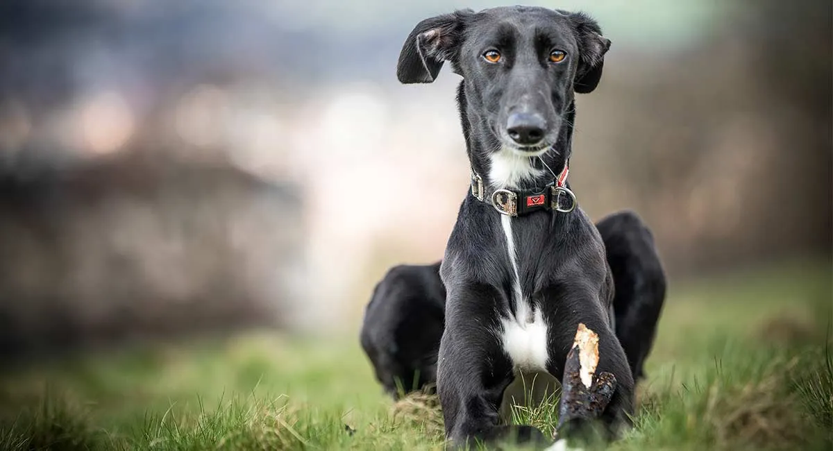 Lurcher