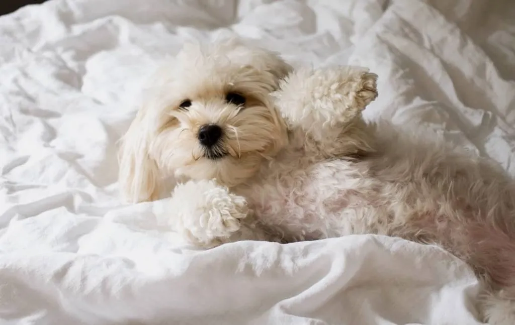Maltipom