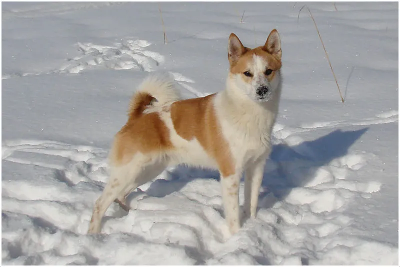 Norrbottenspets