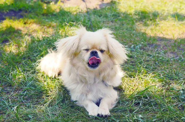 Peke-A-Tese