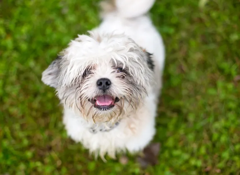 Pin-Tzu