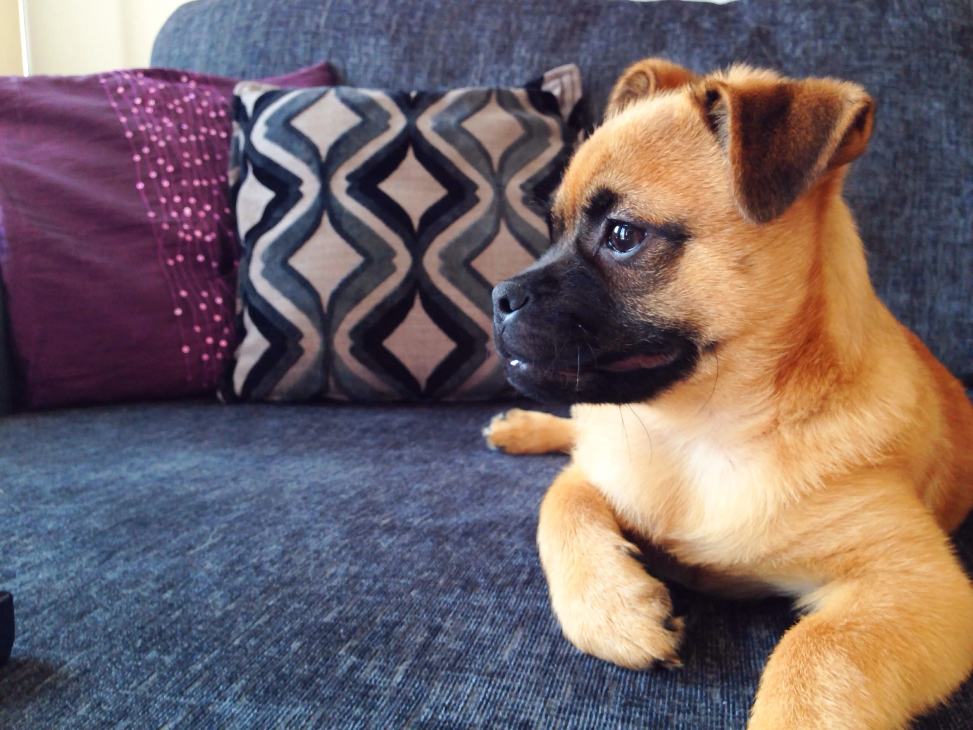 Pom-A-Pug