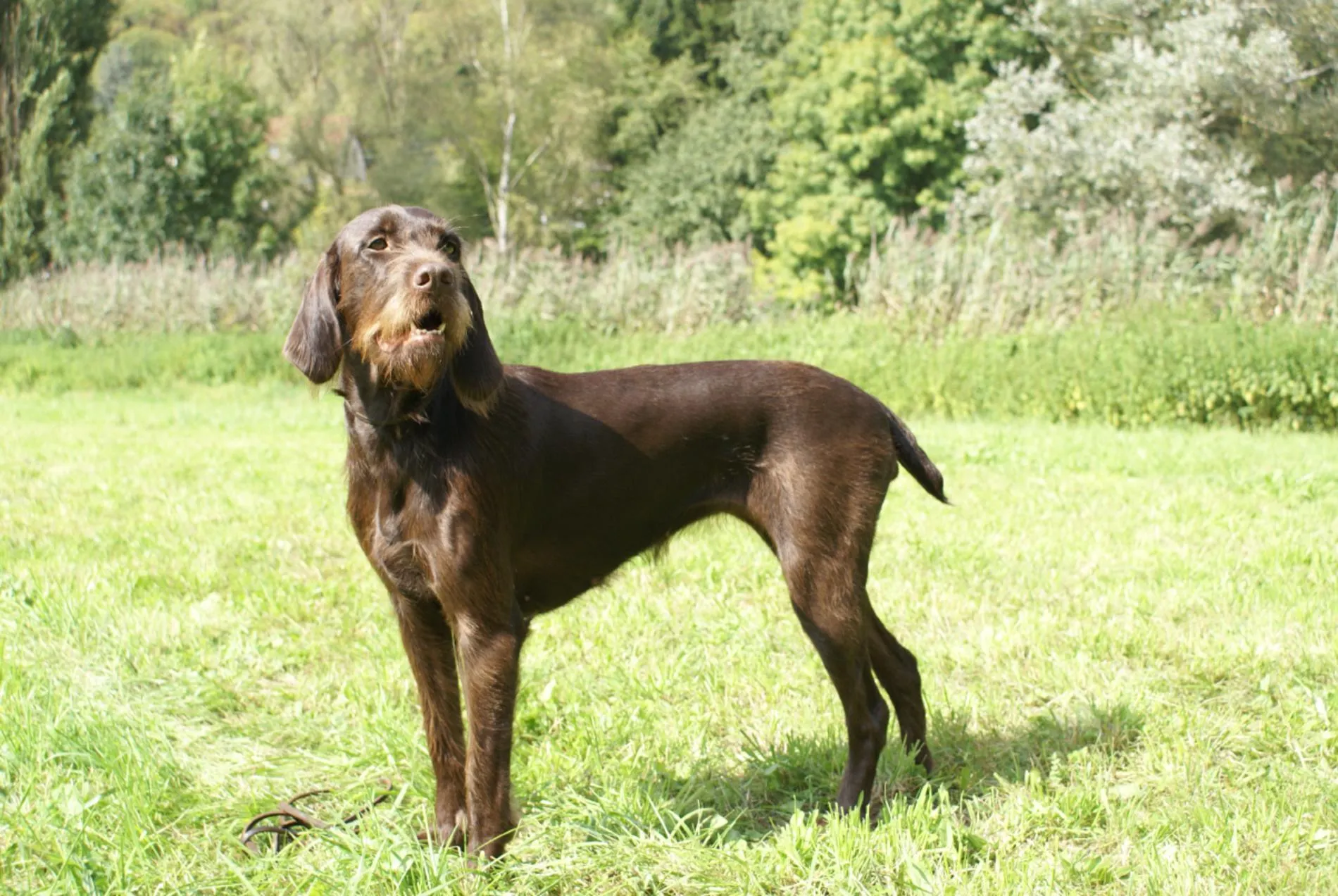 PudelPointer