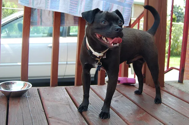 Puggat