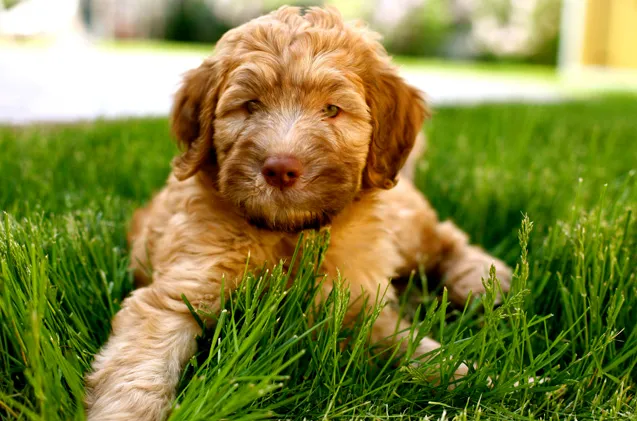 Whoodle